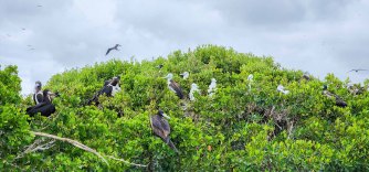 Frigate Bird Sanctuary